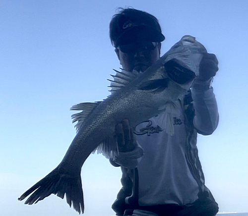 スズキの釣果