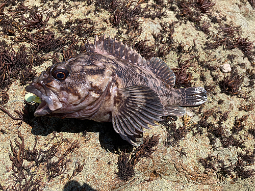 オウゴンムラソイの釣果