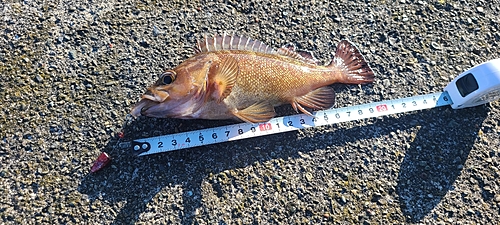 エゾメバルの釣果