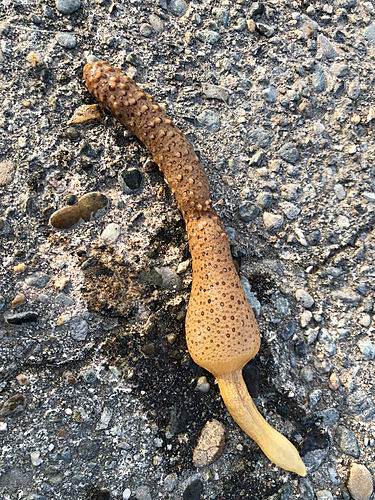 キスの釣果