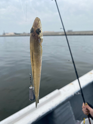 シロギスの釣果