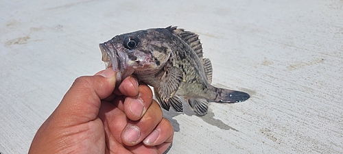 クロソイの釣果