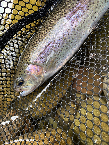 ニジマスの釣果