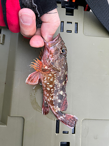 カサゴの釣果