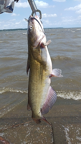 アメリカナマズの釣果