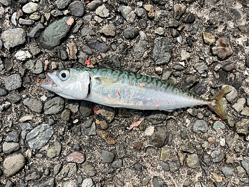 サバの釣果