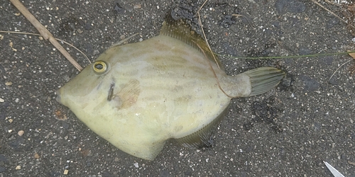 カワハギの釣果