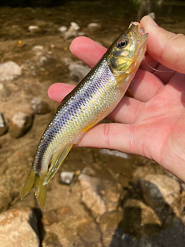 カワムツの釣果