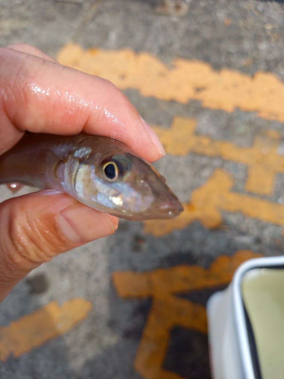 シロギス