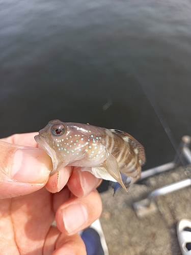 イトヒキハゼの釣果