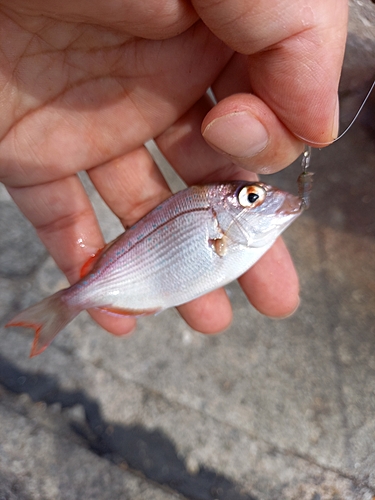 チャリコの釣果