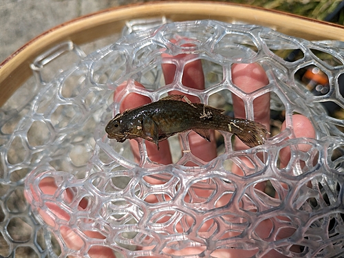 ヌマチチブの釣果