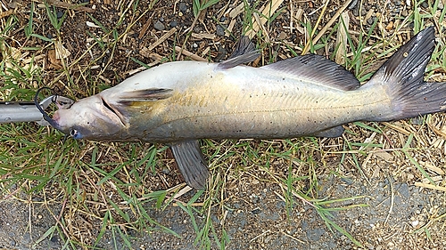 アメリカナマズの釣果