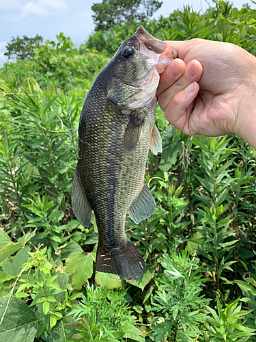 釣果