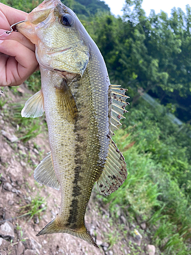 ブラックバスの釣果