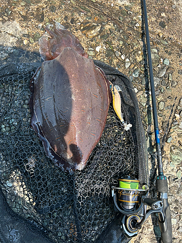 モンゴウイカの釣果