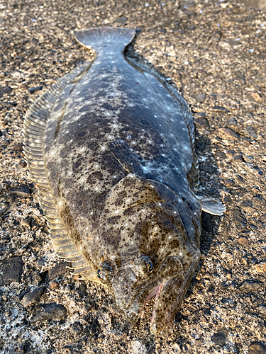 ソゲの釣果