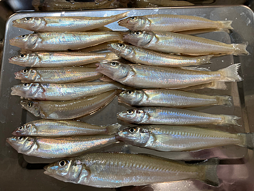 キスの釣果