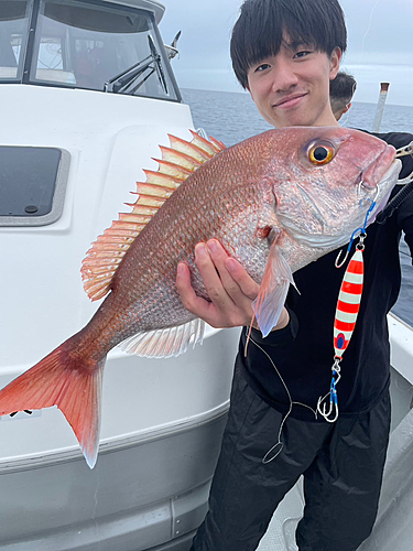 マダイの釣果