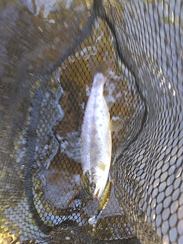 ニジマスの釣果