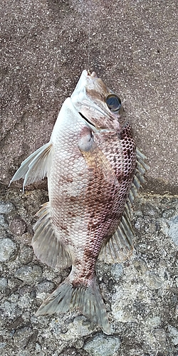 メイチダイの釣果