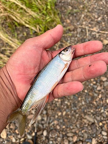 オイカワの釣果