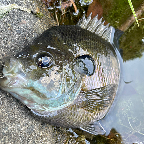 ブルーギルの釣果