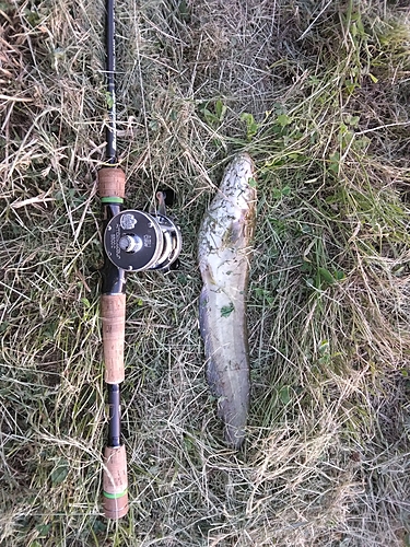 マナマズの釣果