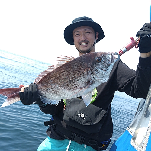 マダイの釣果