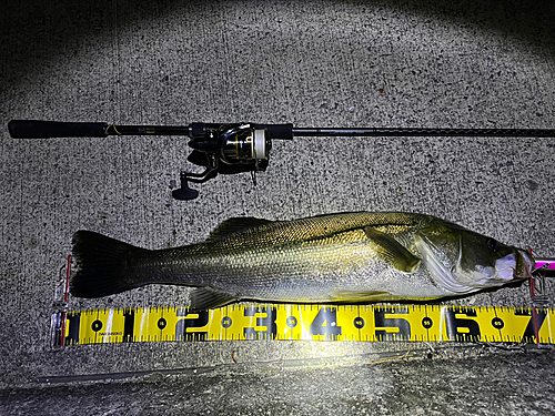 シーバスの釣果