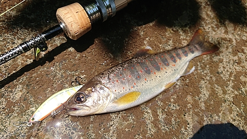 アマゴの釣果