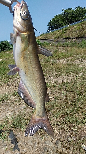 アメリカナマズの釣果