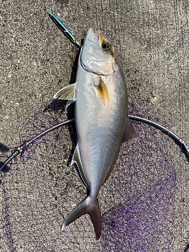 カンパチの釣果