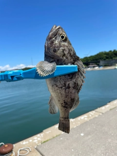 ソイの釣果