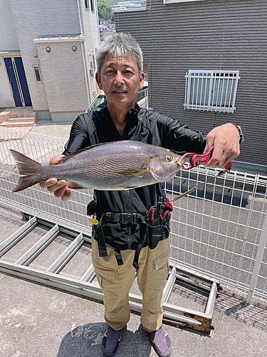 イサキの釣果