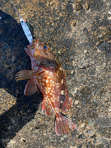 アラカブの釣果