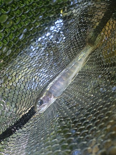 ニッコウイワナの釣果