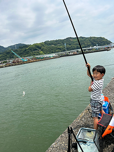 ヒイラギの釣果