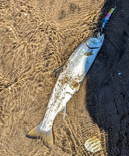 ウミアメの釣果