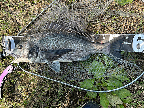 クロダイの釣果