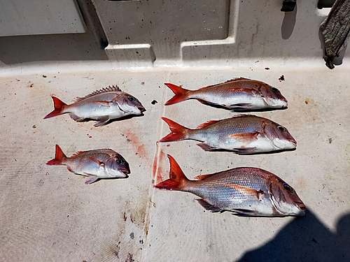 マダイの釣果