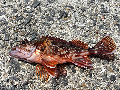 カサゴの釣果