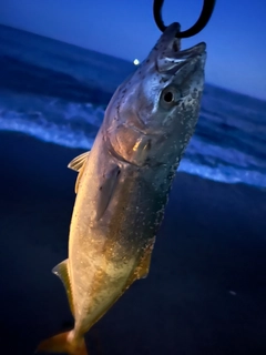 イナダの釣果