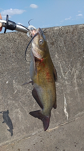 アメリカナマズの釣果