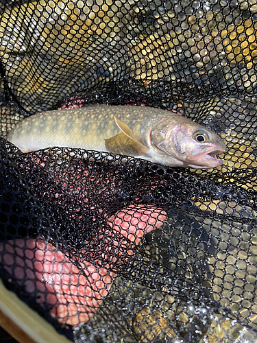 イワナの釣果