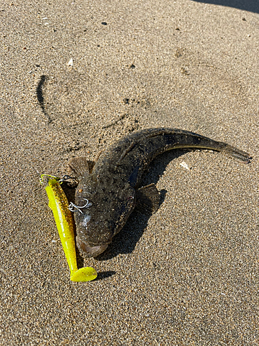 マゴチの釣果