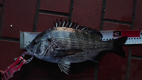 チヌの釣果