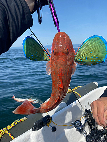 ホウボウの釣果