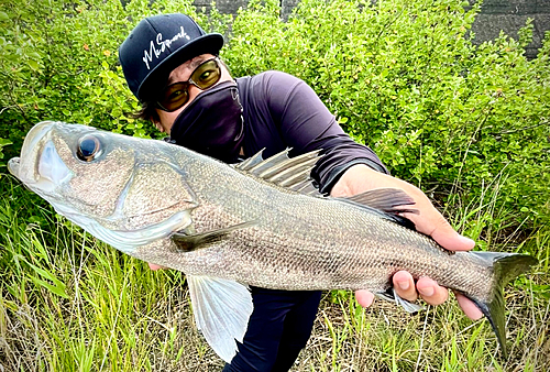 マルスズキの釣果