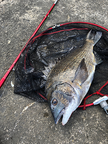 クロダイの釣果